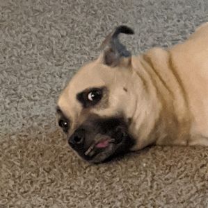 Meet your Posher, Debby